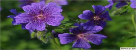 Beauty Lavender Purple Flower Facebook Timeline Cover Facebook Covers