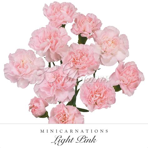Mini Carnations Pink Ebloomsdirect