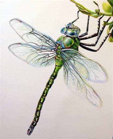 Emperor Dragonfly Limited Edition Dragonfly Painting Dragonfly