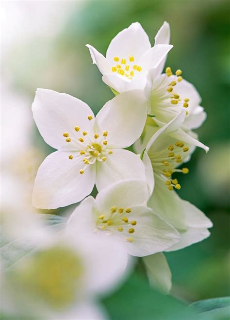 the 10 most fragrant flowers to plant in your garden smelling flowers fragrant flowers garden