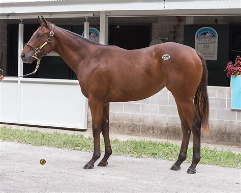 Wimberly West Point Thoroughbreds