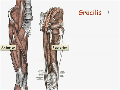 All Arm Muscles Names What Are The Back Muscles Called Quora