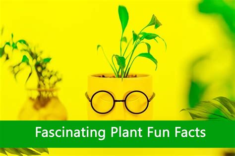 Fascinating Plant Fun Facts Plants Information