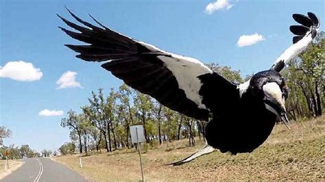 Baby dies in australia after magpie swooping attack. Is the reign of magpie terror now over? | Gympie Times