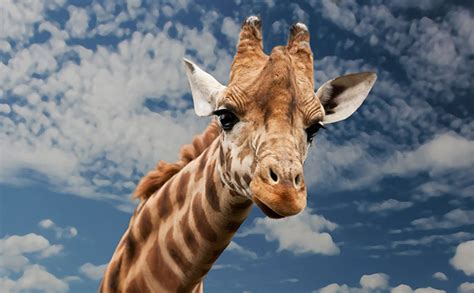 50 giraffe jokes and puns that will stretch out a laugh for a long time little day out