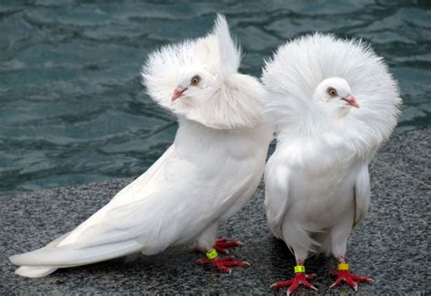 10 Of The Most Beautiful Doves And Pigeons In The World Henspark Stories