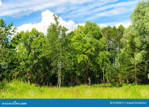 Summer Landscape With Green Grass And Trees On A Meadow And Sky Stock