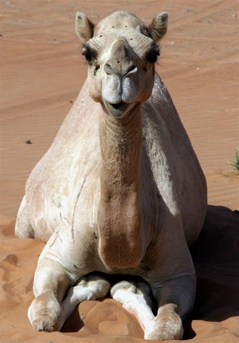 There are two extant species of camels, the dromedary or arabian camel, camelus dromedarius, which has a single hump. 253 best images about Camels-One hump or two? on Pinterest