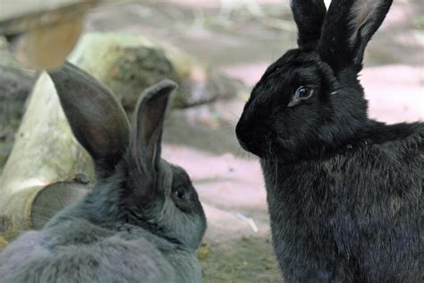 Hase Oder Kaninchen Wo Sind Die Unterschiede Freunde Hauptstadtzoosde