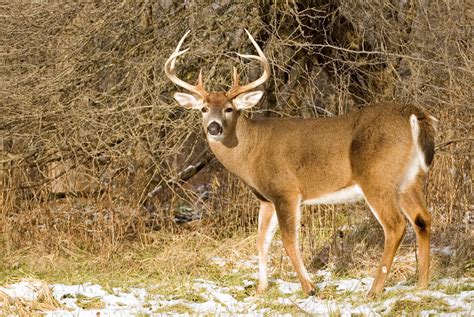 How To Hunt Late Season Whitetails Mossy Oak