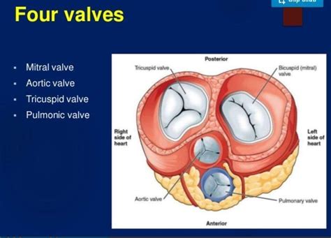 Pin By Gladys Stephen On Cardiovascular System Tricuspid Valve