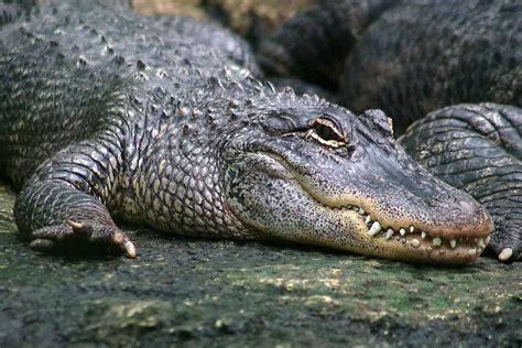American Alligators Meet Them At Zoo Leipzig
