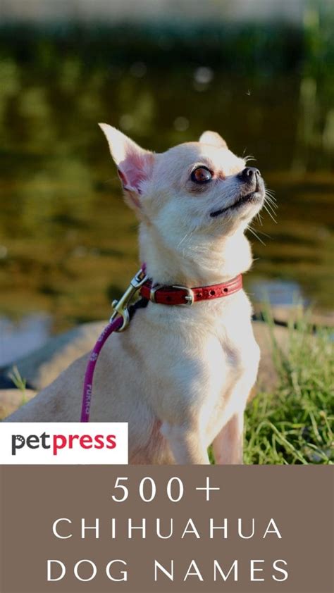 Chihuahua Dog Names Over 500 Gorgeous Ideas Petpress