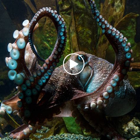 Octopus Houdini Inkys Impossible Escape From A New Zealand Aquarium