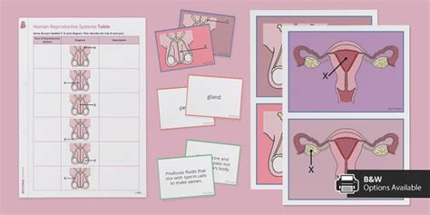 Human Reproductive Systems Resource Pack Teacher Made