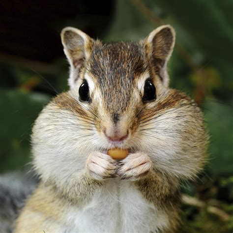 What Do Chipmunks Eat Youll Be Surprised To Know