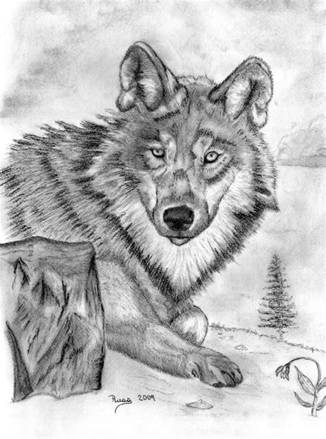 Charcoal Drawing Of Wolf With Hypnotic Eyes Charcoal Drawings And