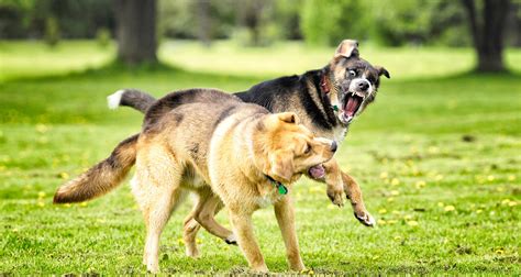 Dog Dog Aggression Training Paws Look Listen