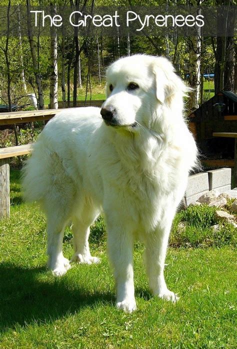 great pyrenees dogs great   dogvills