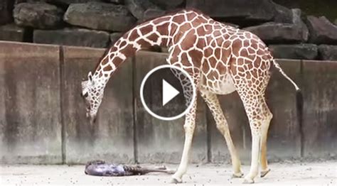 When They Went To See Giraffe In The Zoo They Never Expected To