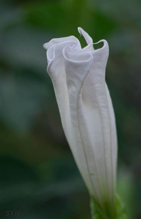 White Datura