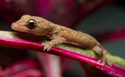 Here are 5 brief points that make bearded dragons good pets. Geckos for Kids | Pet Reptiles UK