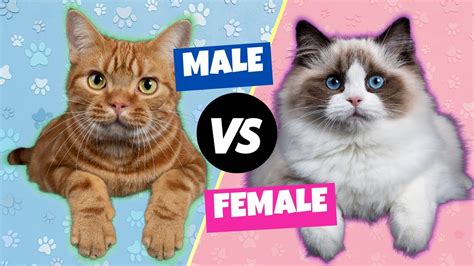 Male Vs Female Cats The Differences Youtube