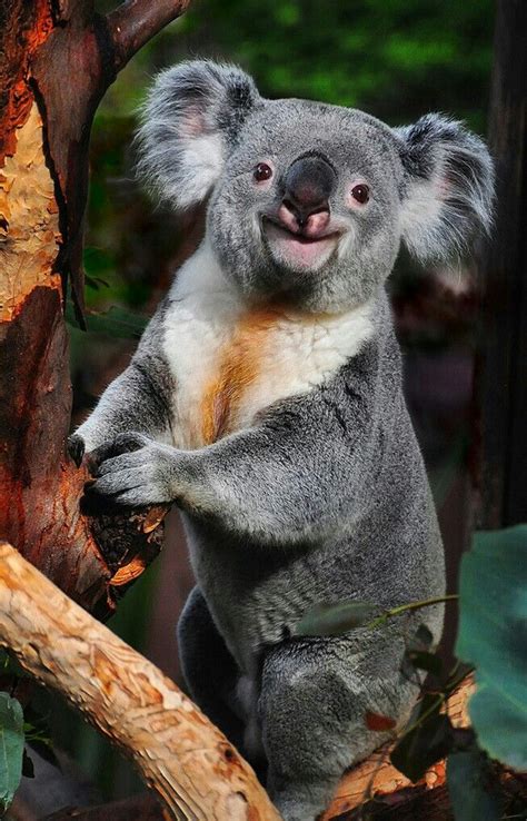 Beautiful Happy Koala Bear Happy Animals Cute Animals Animals