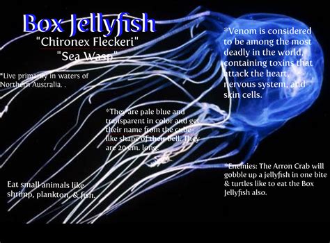 The Box Jellyfish Facts Hibiscus Tea Benefit