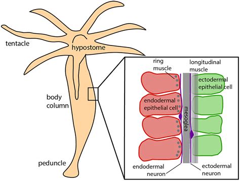 A Complete Biomechanical Model Of Hydra Contractile Behaviors From