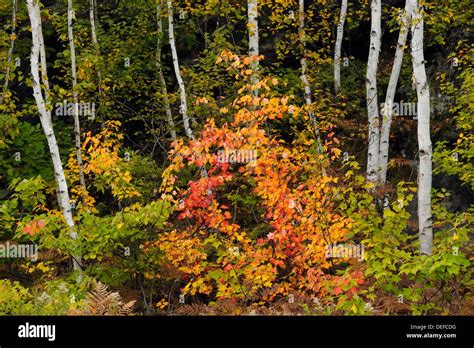 Birch And Maple Trees With Fallautumn Colour Sudbury Ontario Stock