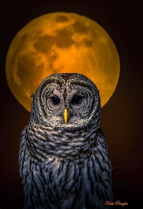 Wise Owl Owl Wise Owl Bird