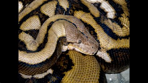 Fluffy Worlds Longest Snake Dies At Columbus Zoo