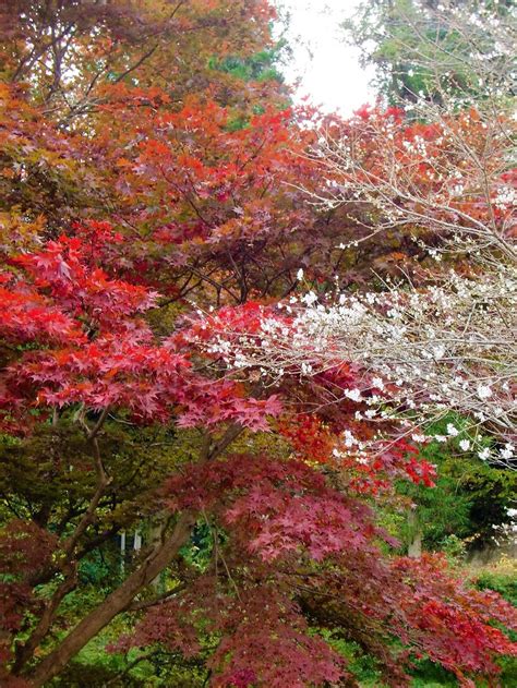 Enjoy Cherry Blossoms In Autumn In Japan Japan Web Magazine
