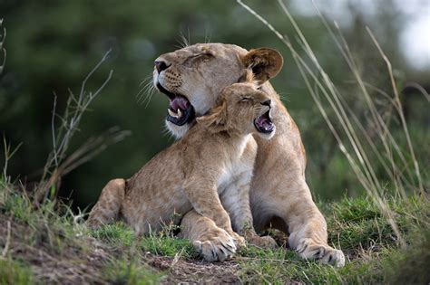 Pictures Lions Lioness Cubs Lovely 2 Animal