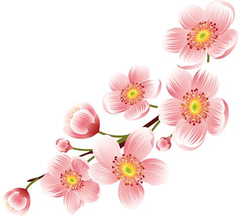 Blossom Png Images Transparent Free Download