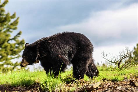 Collared Black Bear Photograph By Jordan Hill Pixels