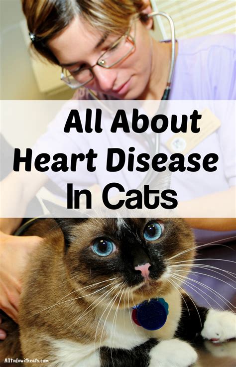 Cats with heart disease tend to form blood clots within the heart chambers, and sometimes pieces break free and lodge in the circulation. What Are The Symptoms Of Heart Disease In Cats? | Heart ...
