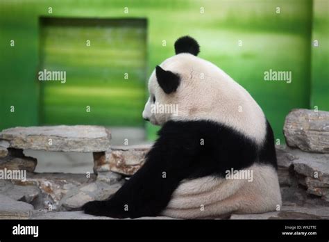 A Giant Panda Sits On A Stone Stand In An Air Conditioned Room At The
