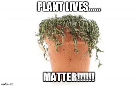 Dead Plant Memes Imgflip