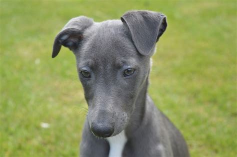 Grey Brindle Whippet Photos All Recommendation