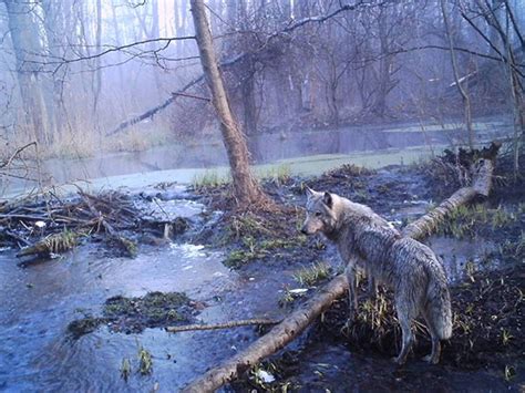 The Chernobyl Disaster Is Still Creating Radioactive Animals