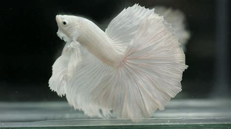 Albino Betta Fish Picture 6 Of 20 Female Betta For Breeding Hd