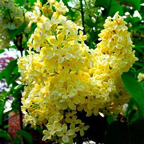 Yellow Lilacs 🌾🌾🌾 Lilac Tree Lilac Flowers Fragrant Flowers Amazing Flowers Beautiful