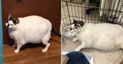 Worlds Fattest Cat Is Undergoing Strict Diet To Get In Shape For