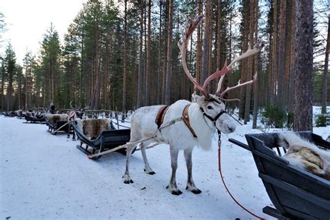 Oh Deer Why A Reindeer Farm Is Worth A Visit Wild About Lapland