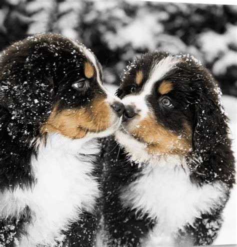 Bernese Mountain Dogs In The Snow Pb On Life