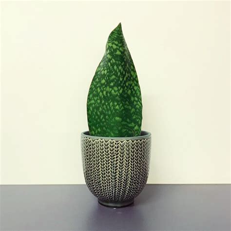 Though slow growing, the whale fin can reach a truly impressive size compared to other members of the genus. Sansevieria mansoniana (whale fin snake plant) 💚 : houseplants