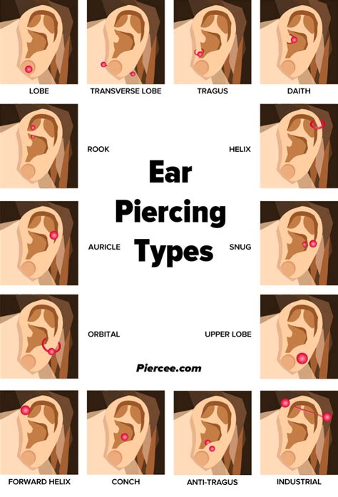 Ear Piercing Chart Types Explained Pain Level Price Photo