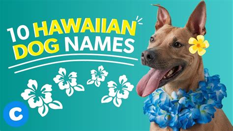 Hawaiian Dog Names Chewy Youtube